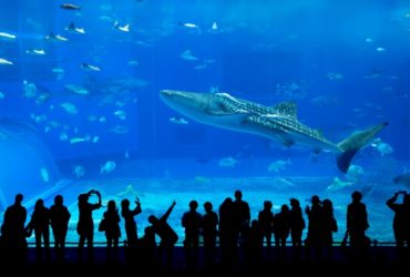 Aquarium de Lyon, la bonne idée pour les vacances de février