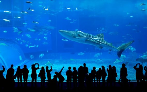 Aquarium de Lyon, la bonne idée pour les vacances de février