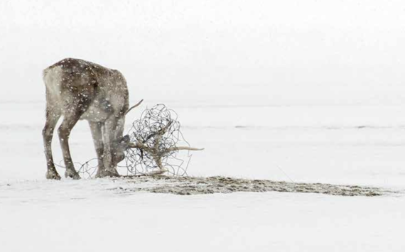 Montagne, Nature, Culture sont les 3 piliers du Chamonix photo festival.